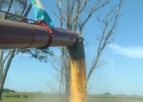 Locura total en el mercado argentino de maíz con embarques récord y precios que siguen dando pelea en plena cosecha