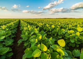 Década perdida el “castigo” que expulsó tres millones de hectáreas