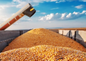 Vale US$2 millones la desaparición de una cosecha de maíz genera un revuelo político en San Luis