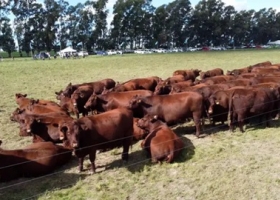 Las Nacionales se viene otra imperdible cita para la ganadería