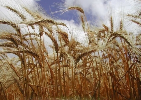 Máximos de casi dos años volaron los precios del trigo porque Estados Unidos tendrá la peor cosecha en 54 años