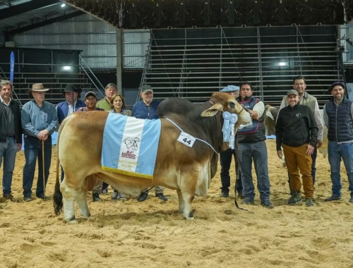 Los Brahman picaron en punta y consagraron a los primeros Grandes Campeones de las Nacionales 2026