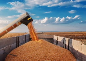 Decisión del Gobierno extienden la baja gradual de las retenciones al maíz, el girasol y el sorgo