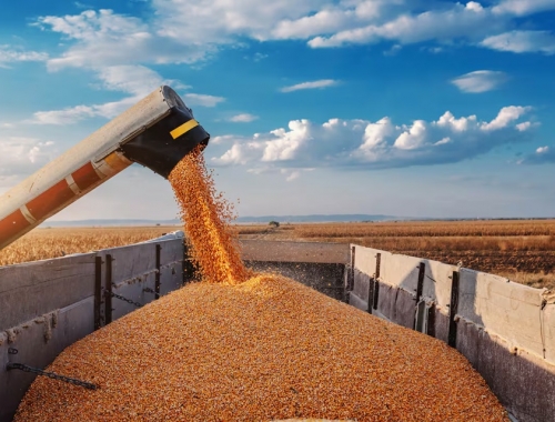 Decisión del Gobierno extienden la baja gradual de las retenciones al maíz, el girasol y el sorgo