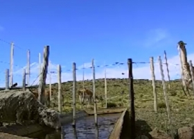 Expertos del INTA estudiaron barreras para que los guanacos no tomen el agua de las ovejas