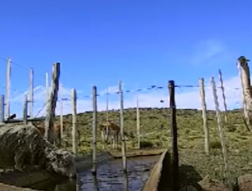 Expertos del INTA estudiaron barreras para que los guanacos no tomen el agua de las ovejas