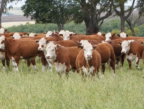 Efecto derrame el buen momento de las vacas empuja el valor de los campos ganaderos