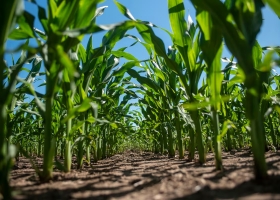 Cómo planificar un buen cultivo de maíz minimizando riesgos y maximizando el potencial