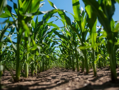 Cómo planificar un buen cultivo de maíz minimizando riesgos y maximizando el potencial
