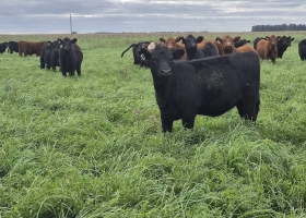 La cosecha de pasto también puede ser récord