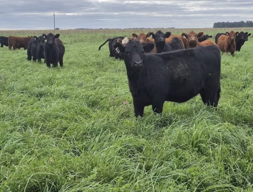 La cosecha de pasto también puede ser récord