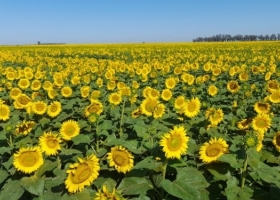 Cuidado con guardar girasol porque se viene un cosechón en el hemisferio norte y los precios FOB lo saben