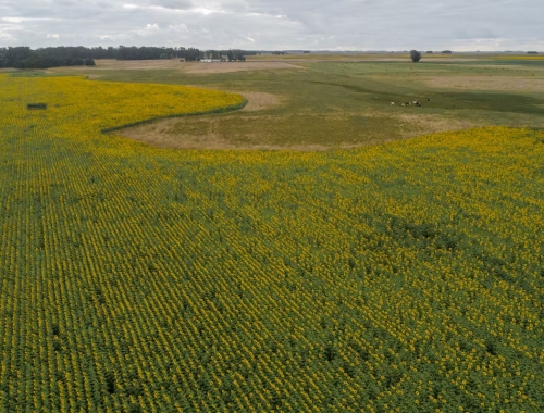 Nuevo escenario el cultivo que abrió la puerta a un reseteo productivo