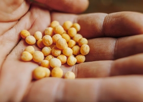 Semilleros y AmCham celebraron un cambio para patentes y dicen que mejorará las inversiones en biotecnología agrícola