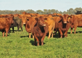 La faena total de hembras se redujo 9% en los primeros cinco meses del año