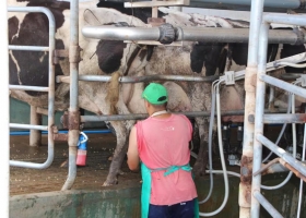 Cambio en el negocio casi tres de diez litros de leche ya salen de tambos que producen más de 10.000 litros diarios