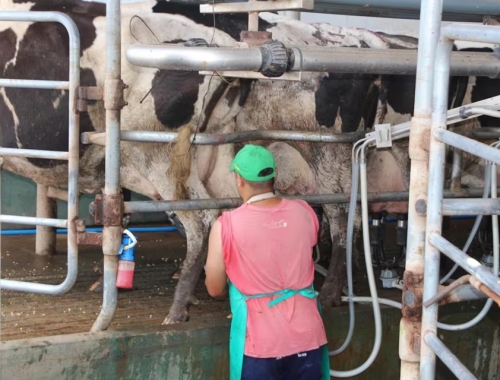 Cambio en el negocio casi tres de diez litros de leche ya salen de tambos que producen más de 10.000 litros diarios