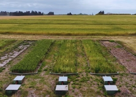 Recurso estratégico avanzan con prácticas de manejo que reducen hasta un 54% las pérdidas de suelo