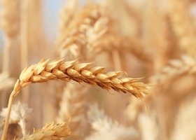 Bayer acelera su apuesta por el trigo híbrido: proyecta ventas por hasta 1.000 millones de euros
