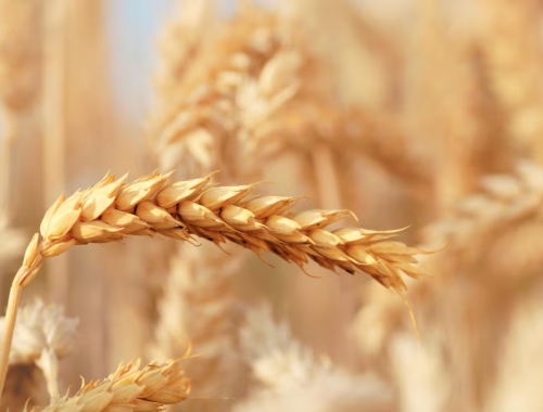 Bayer acelera su apuesta por el trigo híbrido: proyecta ventas por hasta 1.000 millones de euros