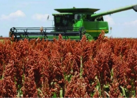 Sorgo: la cosecha supera el 80% y la producción se mantiene en 2,9 millones de toneladas