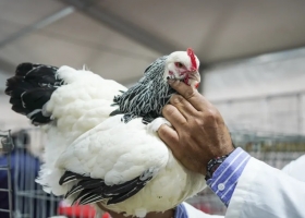 Las aves volvieron a la Expo Rural tras cuatro años
