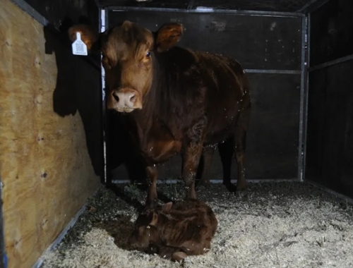 “Lionela”, la primera ternera nacida en la Expo Rural 2026 y un homenaje a Lionel Messi