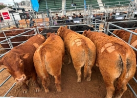 Limousin y Limflex dominaron el Concurso de Novillos 2026