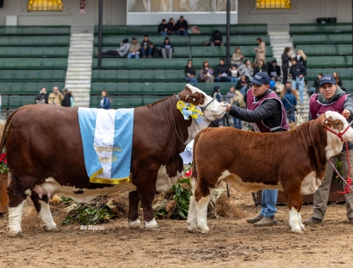Gran Campeón Hembra para "El Aljibe" en la Exposición Rural de Palermo
