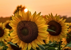 El girasol va por otro récord: proyectan 3 millones de hectáreas en la campaña 2026/27