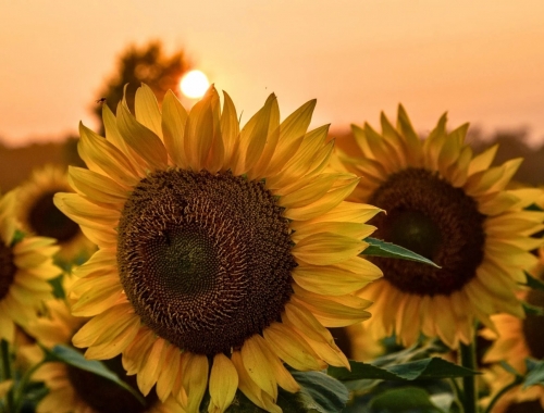 El girasol va por otro récord: proyectan 3 millones de hectáreas en la campaña 2026/27