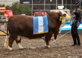 La Dominga se quedó con el Gran Campeón Macho en la Exposición Rural