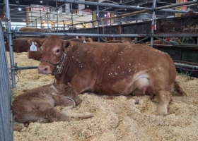Nació “Bienvenido”, el primer ternero Limousin de la Expo Rural 2026