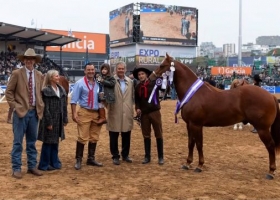 Un caballo correntino hizo historia con un Reservado Gran Campeón en Palermo