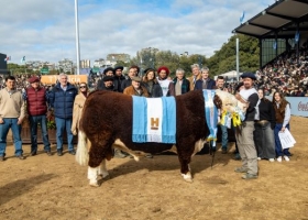 Hereford coronó una semana de excelencia genética y ventas récord en Palermo