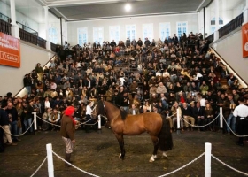 Récord en Palermo: pagan $150 millones por el 90% de un Caballo Criollo