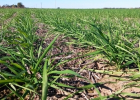 El clima frenó la cosecha de maíz tardío y consolidó el buen estado del trigo en Santa Fe