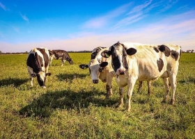 El INTA alertó sobre El Niño y pidió preparar los tambos antes de la primavera