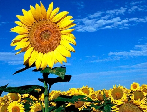 Comenzó la siembra de girasol 2026/27: el avance nacional llegó al 4,4%