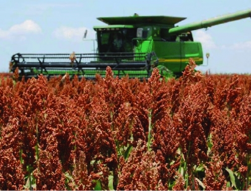 La cosecha de sorgo llegó al 90,3% y la producción se ajustó a 2,8 millones de toneladas