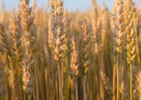 Entre Ríos solo industrializa el 9% del trigo que produce y el resto se exporta o sale a otras provincias