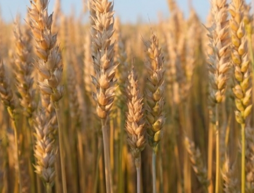 Entre Ríos solo industrializa el 9% del trigo que produce y el resto se exporta o sale a otras provincias