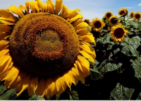 Alertan sobre el jopo del girasol y refuerzan las medidas para evitar su ingreso a Argentina