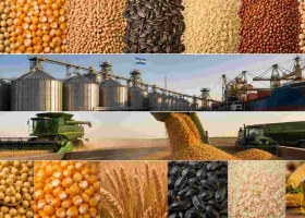 Chicago cerró en baja: soja, maíz y trigo cayeron por ventas técnicas