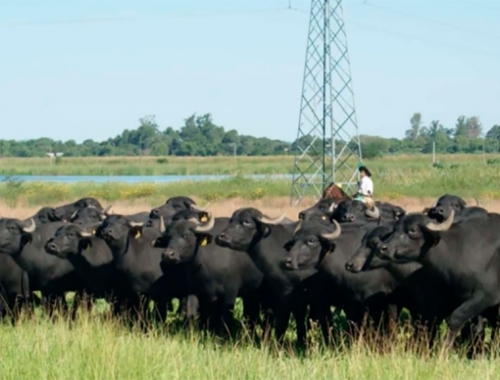 Búfalos: la ganadería que gana terreno en los campos bajos del NEA