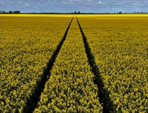 El 88% de las brassicáceas se encuentra entre buena y muy buena en Entre Ríos