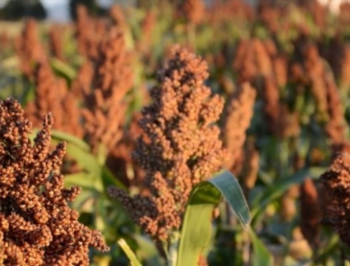 Proyectan una Caída de Hasta el 55% en la Superficie de Sorgo en Entre Ríos