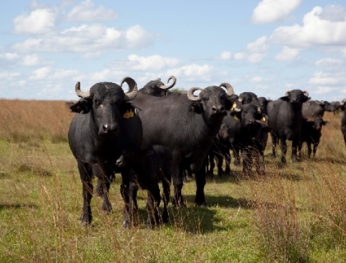 Crecimiento del Stock Bubalino en Argentina: Aumento del 25% y Potencial Exportador