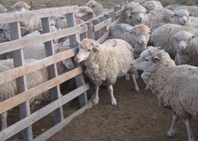 Entre Ríos financia proyectos ovinos y caprinos con créditos a tasa cero