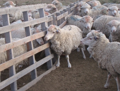 Entre Ríos financia proyectos ovinos y caprinos con créditos a tasa cero